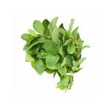 Fresh Mint - Freshco